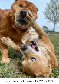 Closeup Shot Of Two Dogs Wrestling And Playing Outside In The Grass With Funny Expressions On Cute Faces 