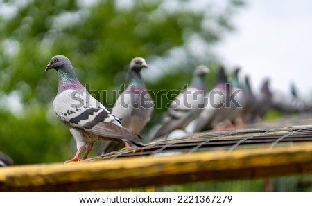 A closeup shot of two Feral pigeons with blurred background of trees