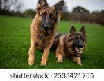 A closeup shot of two German shepherd dogs relaxing on green grass