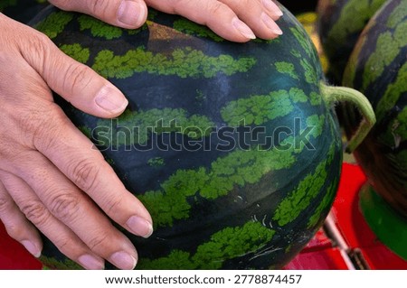 A close-up shot of two hands touching and inspecting the thick, striped green skin of a large watermelon to check for its quality and ripeness in a marketplace.