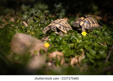 A closeup shot of two Hermann's tortoises crawling on a field - Shutterstock ID 2157175685