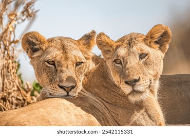 A closeup shot of two lionesses sharing social bonding moments. - Powered by Shutterstock