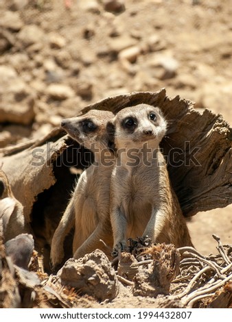 Image, Stock Photo Meerkat (Suricata suricatta), also known as the suricate.