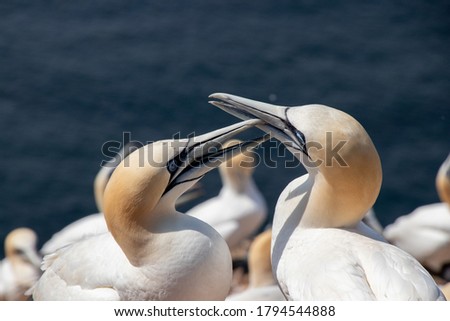 Similar – Foto Bild Nordstrand mit einfallenden Wellen