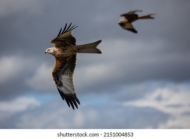 A Closeup Shot Of Two Red Kites In Flight With Open Wings