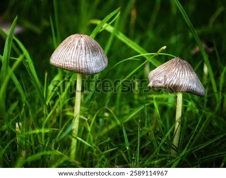 Similar – Image, Stock Photo Tiny mushrooms in the dark forest