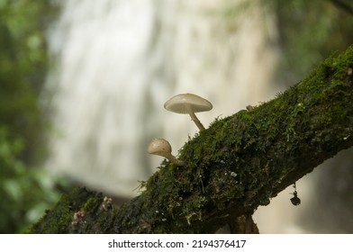 A closeup shot of two white small mushrooms on the mossy tree with a waterfall in the background - Shutterstock ID 2194376417