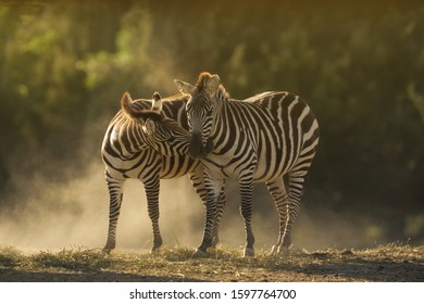 A Closeup Shot Of Two Zebras Cuddling With A Blurred Background