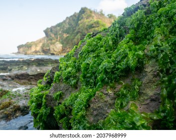 close-up shot of ulva lactuca seaweed, also known locally as sea lettuce, grows attached to the rocks on the Butuh Beach coast of Gunung Kidul - Powered by Shutterstock