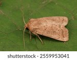 A closeup shot of an uncertain owlet moth on a green leaf