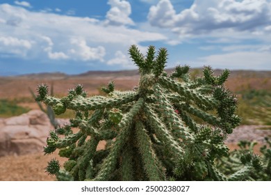 A close-up shot of a unique cactus plant with thorny textures prominently displayed, set against a backdrop of an arid, expansive desert landscape under a partially cloudy sky. - Powered by Shutterstock