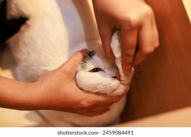 Closeup shot of unrecognizable owner hands holding using tissue paper wiping cleaning face of mature loafing white domestic kitten feline shorthair pet cat with black marking and yellow green eyes. - Powered by Shutterstock