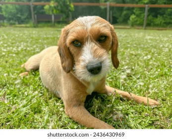 Close-up shot of an upset Beagle-Terrier Mix Dog lying outside and looking at camera