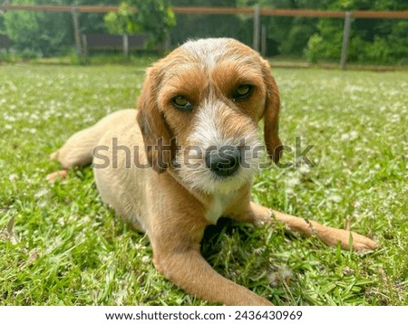 Close-up shot of an upset Beagle-Terrier Mix Dog lying outside and looking at camera