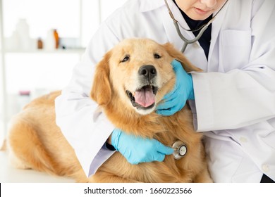   Closeup Shot Of Veterinarian Examine Dog With Stethoscope In V