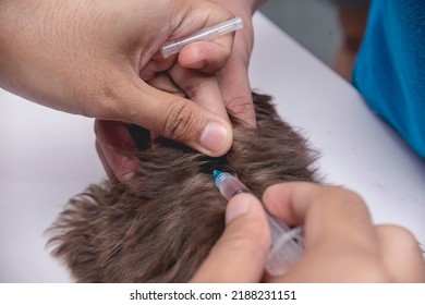 Closeup Shot Of A Veterinarian Injecting The Back Of An Imperial Shih Tzu With A 5 In 1 Or Rabies Vaccine While A Nurse Keeps Him Still. A Dog Getting A Vaccination Shot At The Veterinarian Clinic.