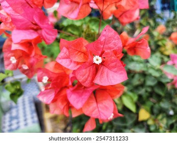 A close-up shot of vibrant bougainvillea flowers showcasing their delicate pink and orange petals against a lush green garden backdrop. Perfect for portraying beauty, nature, and botanical themes. - Powered by Shutterstock