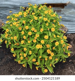 Close-up shot of vibrant Butter Daisies (Melampodium) in full bloom, with their bright yellow petals contrasting beautifully against lush green foliage. 