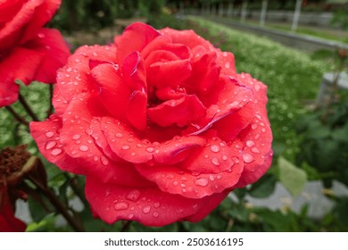 A close-up shot of a vibrant red rose adorned with raindrops.  - Powered by Shutterstock