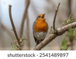 A close-up shot of a vibrant robin bird perched on a branch in a lush, green forest