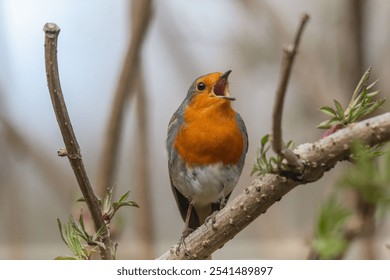 A close-up shot of a vibrant robin bird perched on a branch in a lush, green forest - Powered by Shutterstock