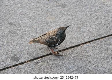 A close-up shot of a vibrant starling bird perched on a concrete surface. Its iridescent feathers shimmer in the light, showcasing a beautiful blend of colors, while its alert expression captures the  - Powered by Shutterstock