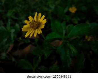 A close-up shot of a vibrant yellow flower standing out against a dark, blurred green background, capturing the essence of nature's simplicity. - Powered by Shutterstock