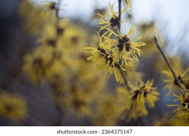 A close-up shot of a vibrant yellow witch-hazel flower in a blurred background - Shutterstock ID 2364375147