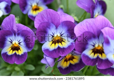 A closeup shot of Viola cornuta flowers