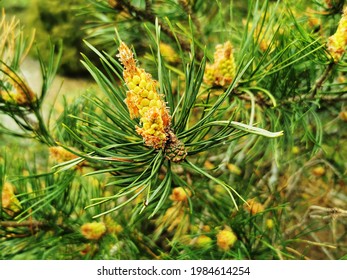 A Closeup Shot Of Virginia Pine