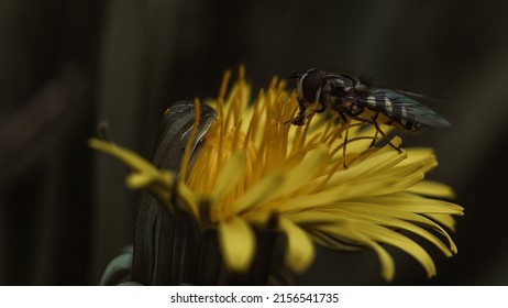 A Closeup Shot Of A Wasp Pollinating A Yellow Dandelion