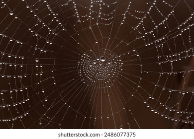 A closeup shot of water drops on the spider web - Powered by Shutterstock