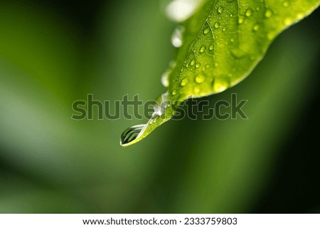 Closeup shot of a water drops on green leaf. Rain in rainforest leaves. Nature concept background