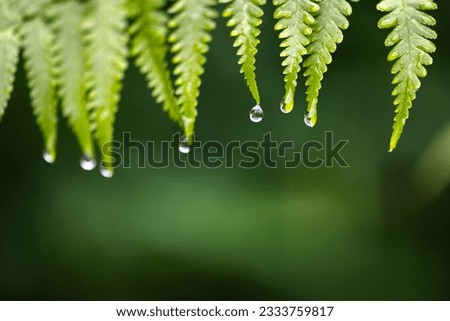 Closeup shot of a water drops on green fern leaves in summer rainforest. Floral texure. Macro photography. Nature concept background
