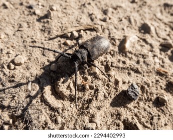 Close-up shot of the weaver beetle (Lamia textor) on the sandy ground in bright sunlight in summer - Powered by Shutterstock