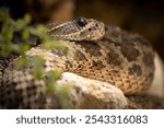 A closeup shot of Western diamondback rattlesnake (Crotalus atrox)