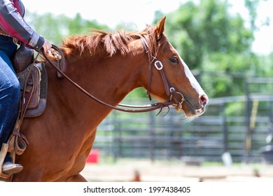 Close-up Shot; Western Equine Eventing