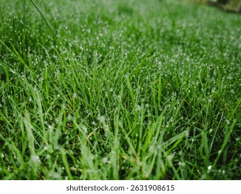 A close-up shot of wet grass texture