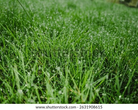 A close-up shot of wet grass texture