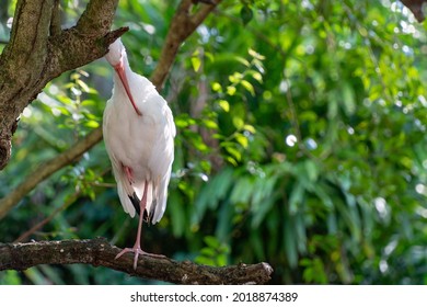 A Closeup Shot Of A White Beautiful Ibis Bird Grooming Itself On A Tree