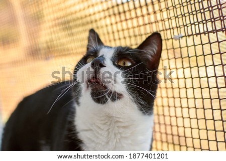 Similar – Cat sitting in a cat bed on a couch