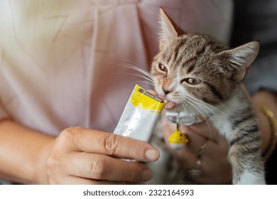 Closeup  shot of white and brown cute little kitten sitting down relaxing eating cat jelly treat while human owner feeding on cozy sofa couch.