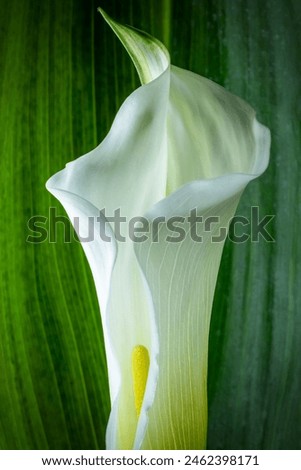 Similar – Image, Stock Photo interior life Nature Plant