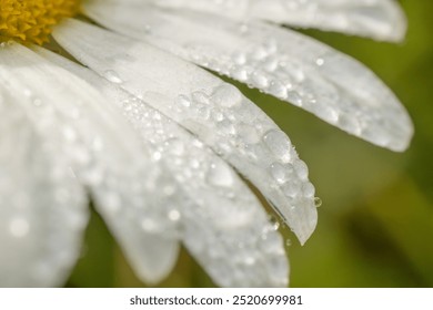 A close-up shot of white daisy petals adorned with sparkling dew drops, capturing the delicate beauty of the flower in the early morning light. The droplets add a fresh and serene touch - Powered by Shutterstock