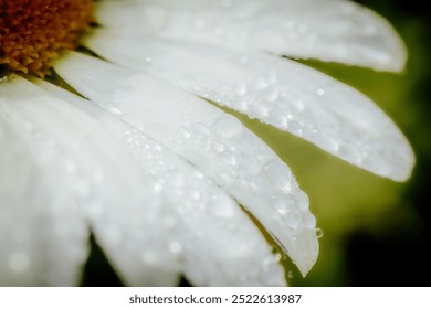 A close-up shot of white daisy petals adorned with sparkling dew drops, capturing the delicate beauty of the flower in the early morning light. The droplets add a fresh and serene touch - Powered by Shutterstock