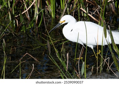 A closeup shot of a white egret bird perched on a swamp - Powered by Shutterstock