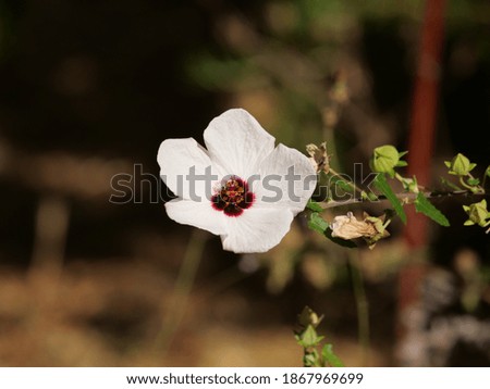 Similar – Foto Bild Weiße Hibiskusblütenblätter