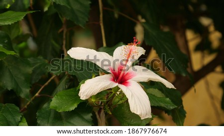 Similar – Foto Bild Weiße Hibiskusblütenblätter