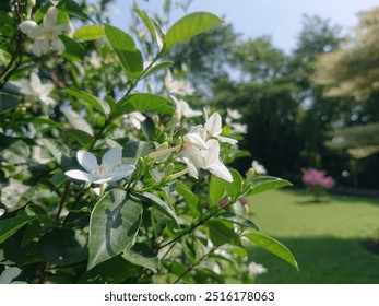 A close-up shot of a white jasmin flower blooming on a green branch, with a soft green background. The delicate petals and vibrant green leaves create a beautiful contrast. - Powered by Shutterstock