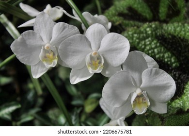 A Closeup Shot Of White Orchid Flower Species On A Bush